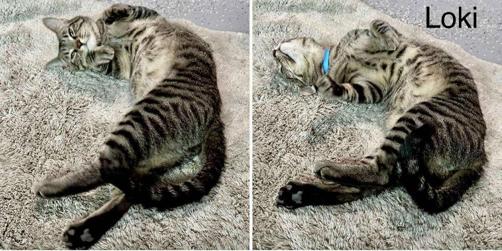 Enlarge Loki, a Adoptable mixed breed in Saint George, UT image 3/3