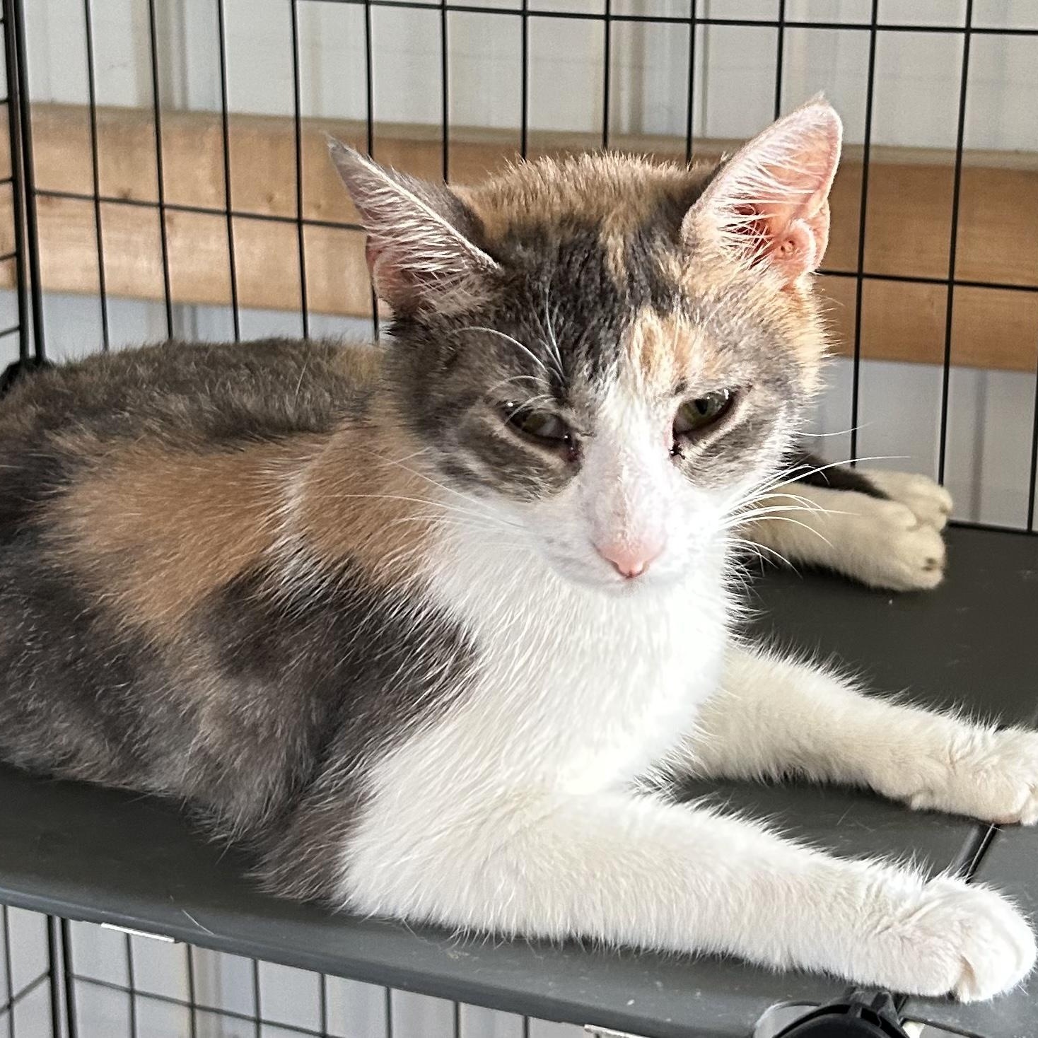 Suki, an adoptable Calico in Traverse City, MI, 49684 | Photo Image 1