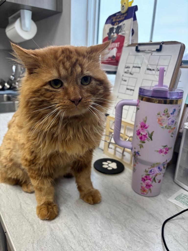 Harry Dankworth, Adoptable, Adult Male American Shorthair.