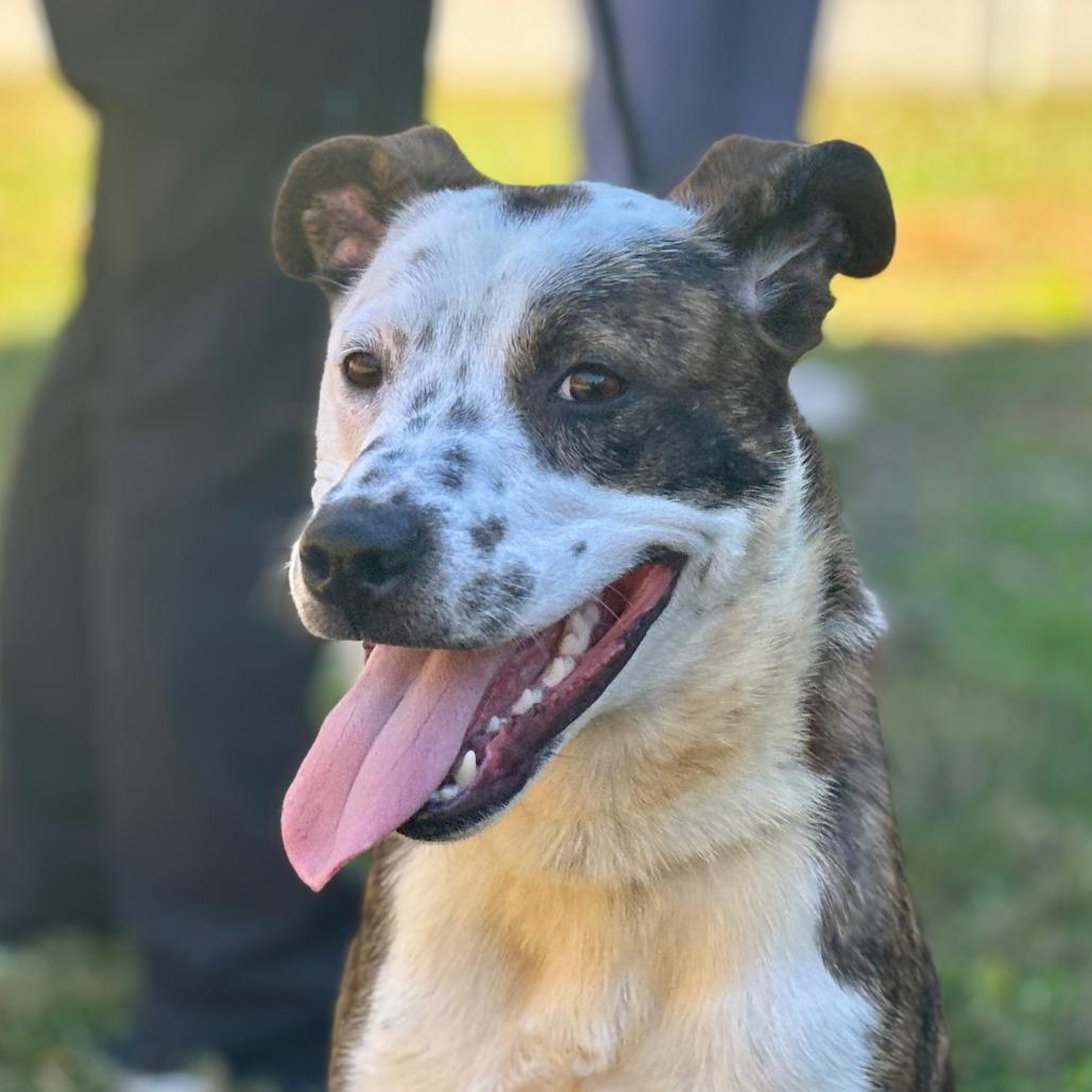 Enlarge Tucker, a Adoptable Mixed Breed in Mebane, NC image 1/4