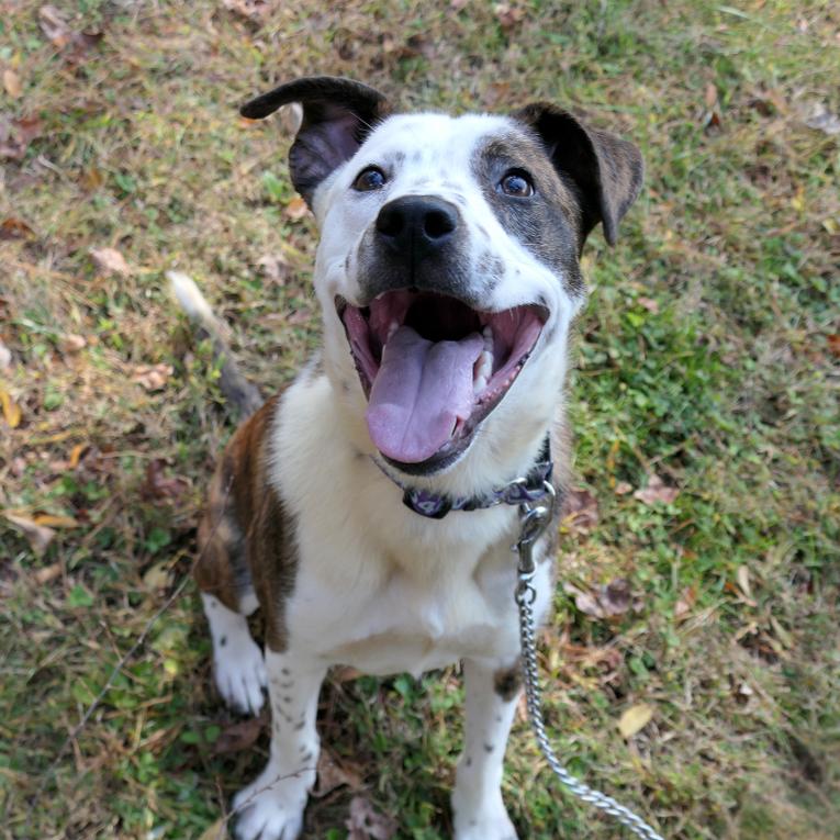 Enlarge Tucker, a Adoptable Mixed Breed in Mebane, NC image 1/4