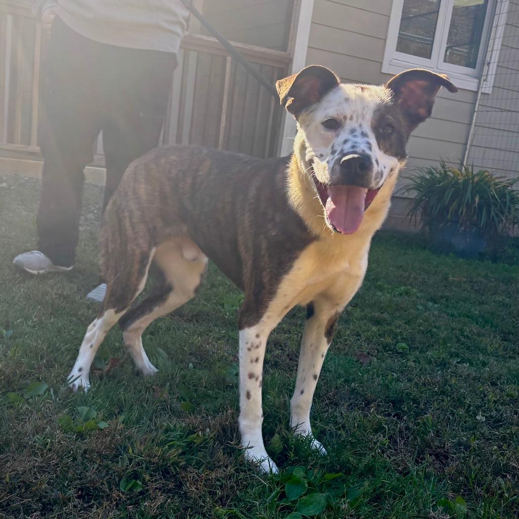 Enlarge Tucker, a Adoptable Mixed Breed in Mebane, NC image 2/4