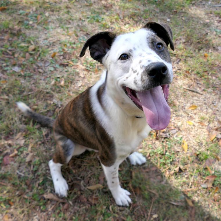 Enlarge Tucker, a Adoptable Mixed Breed in Mebane, NC image 3/4