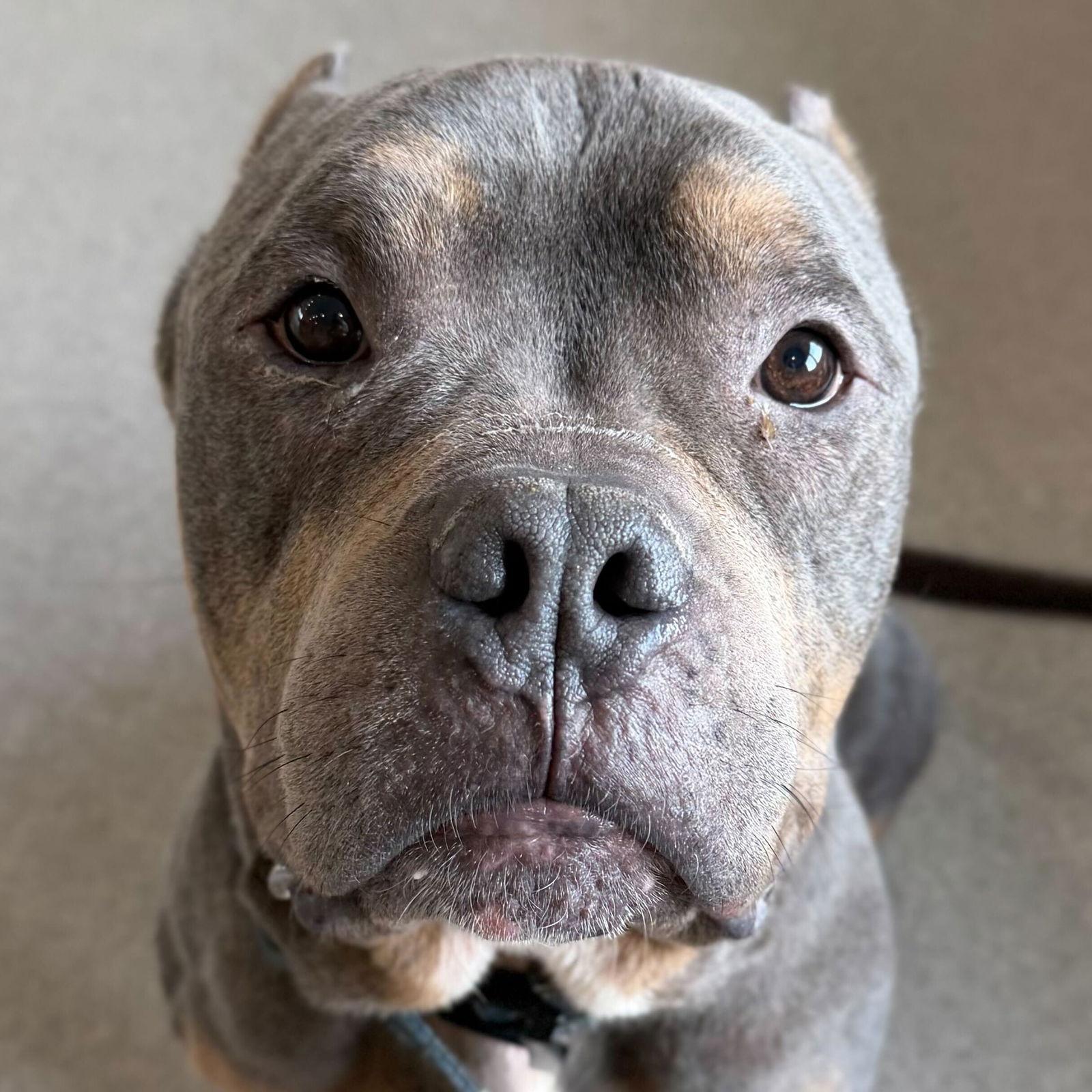 Enlarge Gunther - Name Your Own Adoption Fee!, an adopted mixed breed in Jefferson, WI image 1/4