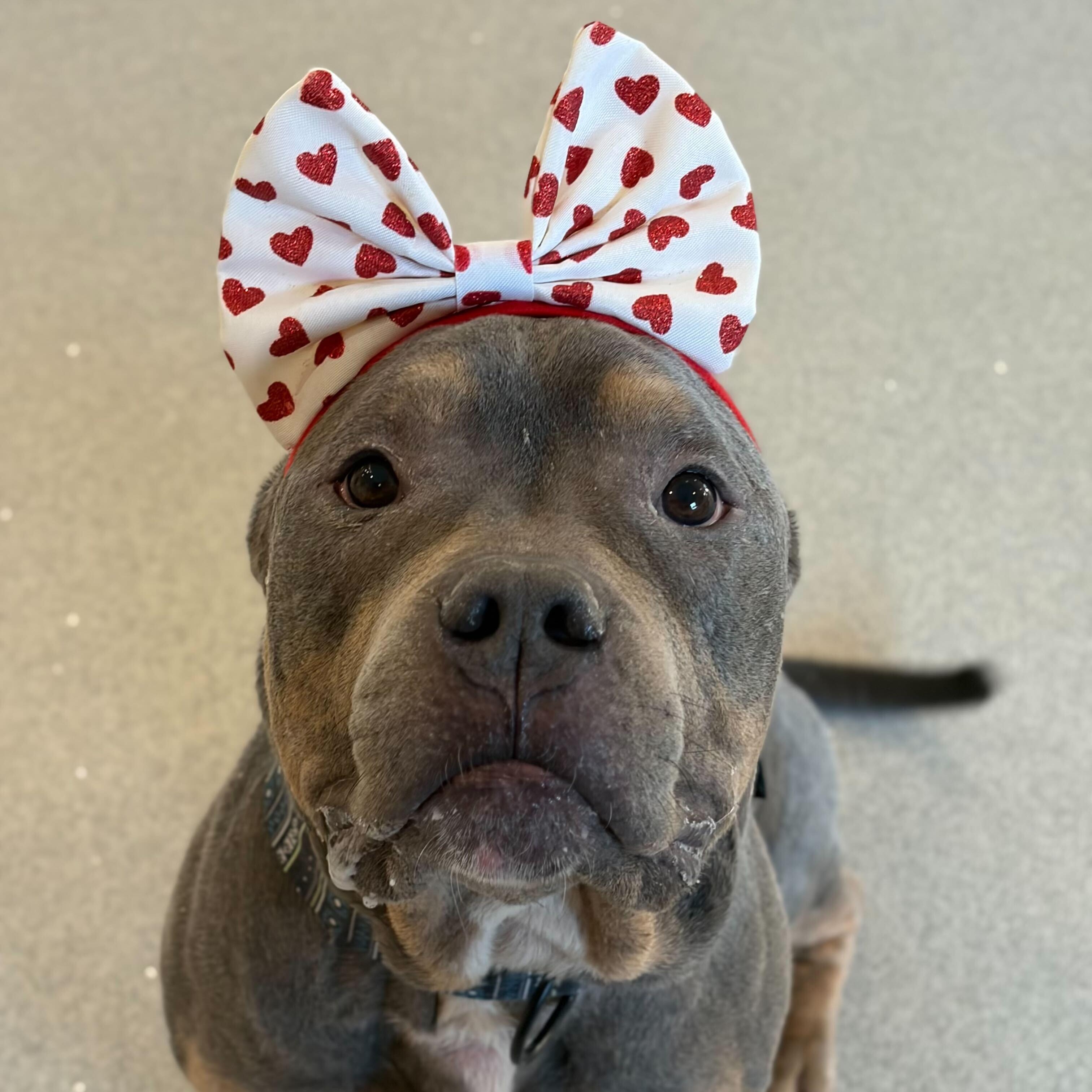 Enlarge Gunther - Name Your Own Adoption Fee!, an adopted mixed breed in Jefferson, WI image 4/4