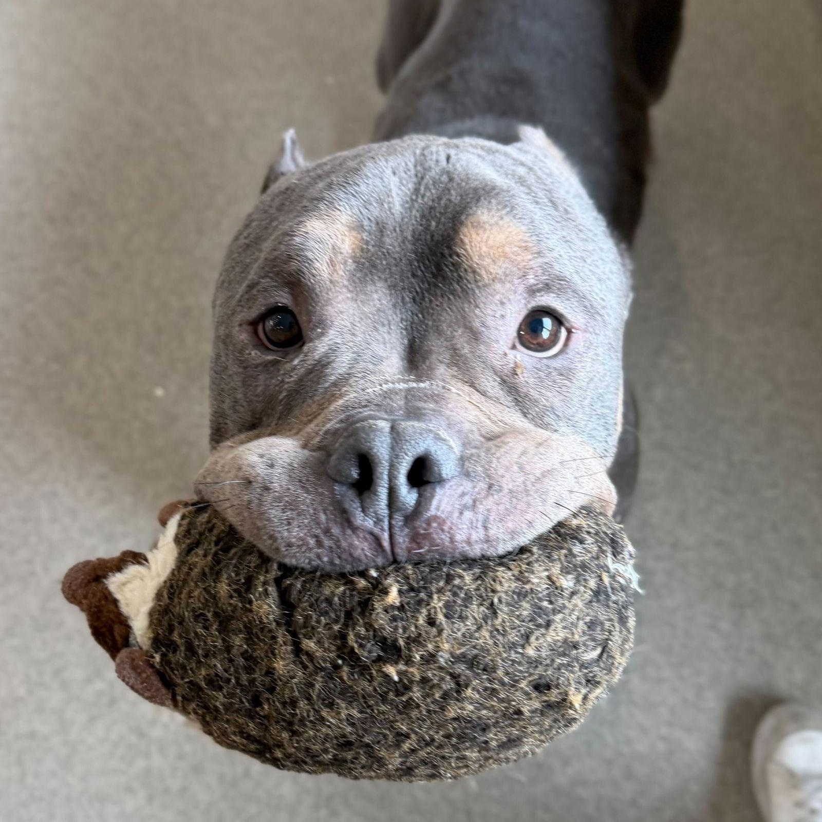 Enlarge Gunther - Name Your Own Adoption Fee!, an adopted mixed breed in Jefferson, WI image 3/4