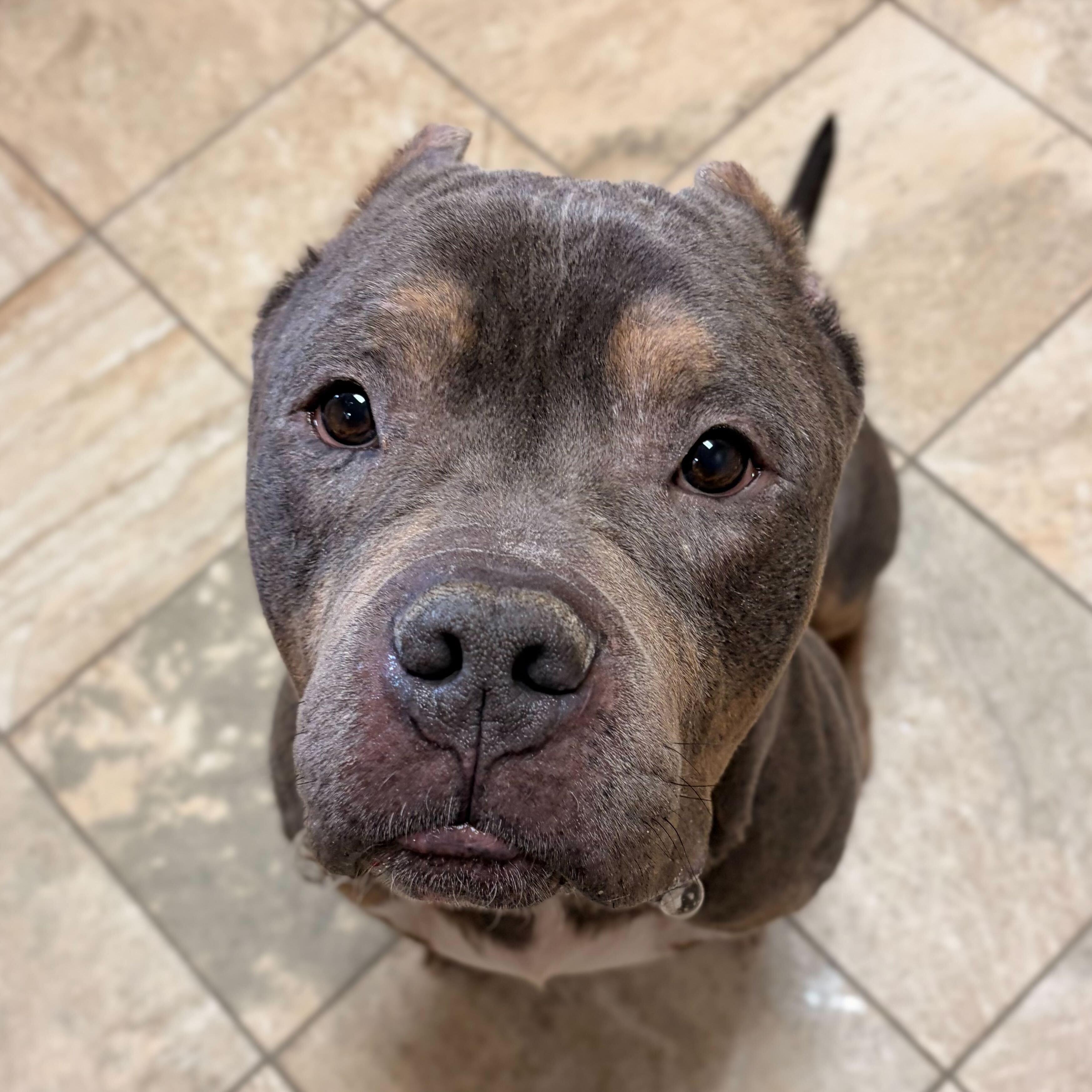 Enlarge Gunther - Name Your Own Adoption Fee!, an adopted mixed breed in Jefferson, WI image 2/4