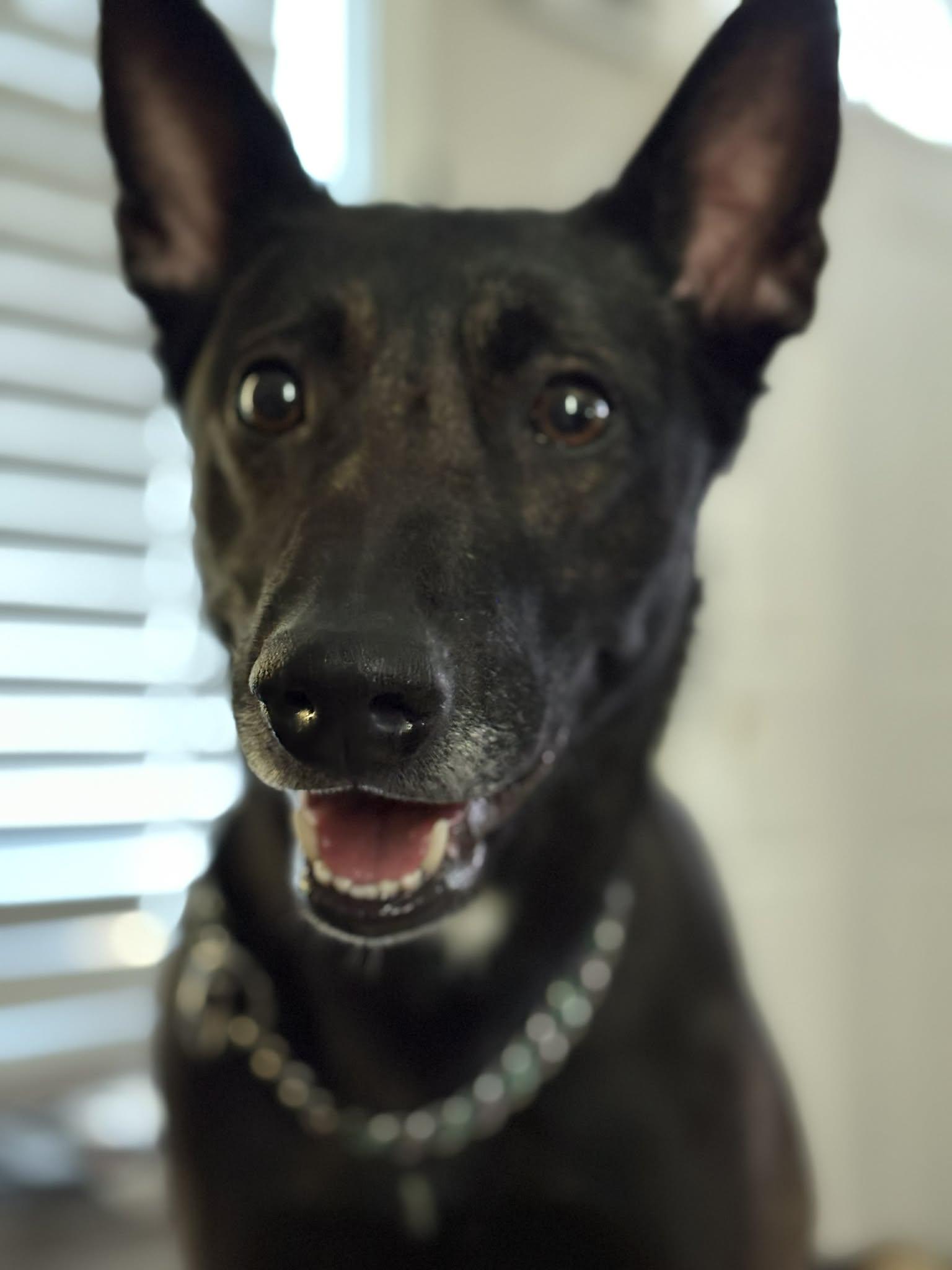 Akira, ADOPTABLE, Adult Female Belgian Shepherd / Malinois.