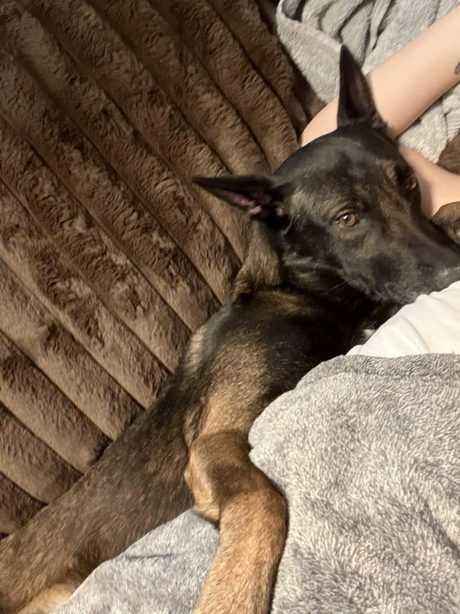 Enlarge Akira, a ADOPTABLE Belgian Shepherd / Malinois in O Fallon, IL image 2/2