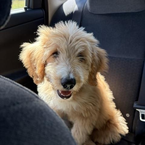 Enlarge Meadow, a Adoptable Goldendoodle in BLOOMINGTON, NY image 3/3