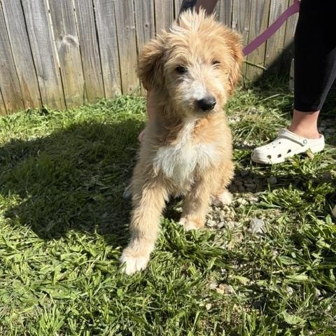 Enlarge Meadow, a Adoptable Goldendoodle in BLOOMINGTON, NY image 2/3