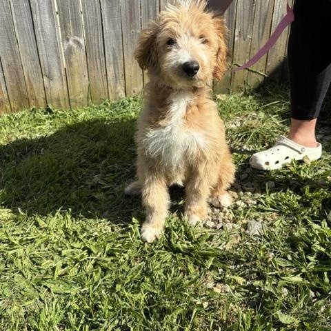 Enlarge Meadow, a Adoptable Goldendoodle in BLOOMINGTON, NY image 1/3