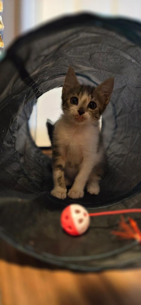 Enlarge Arno, a Adoptable mixed breed in Newnan, GA image 2/5