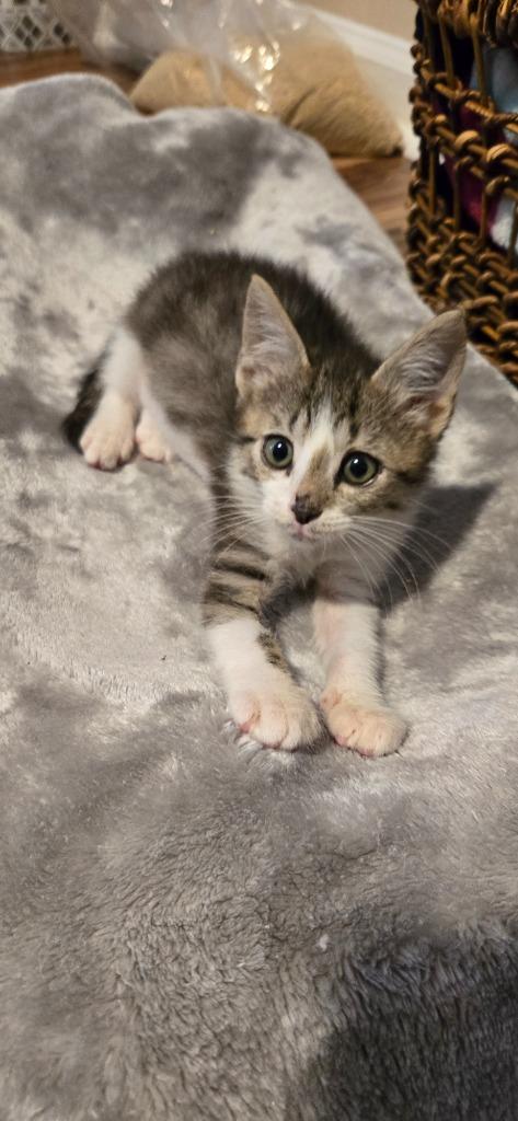 Enlarge Arno, a Adoptable mixed breed in Newnan, GA image 3/5