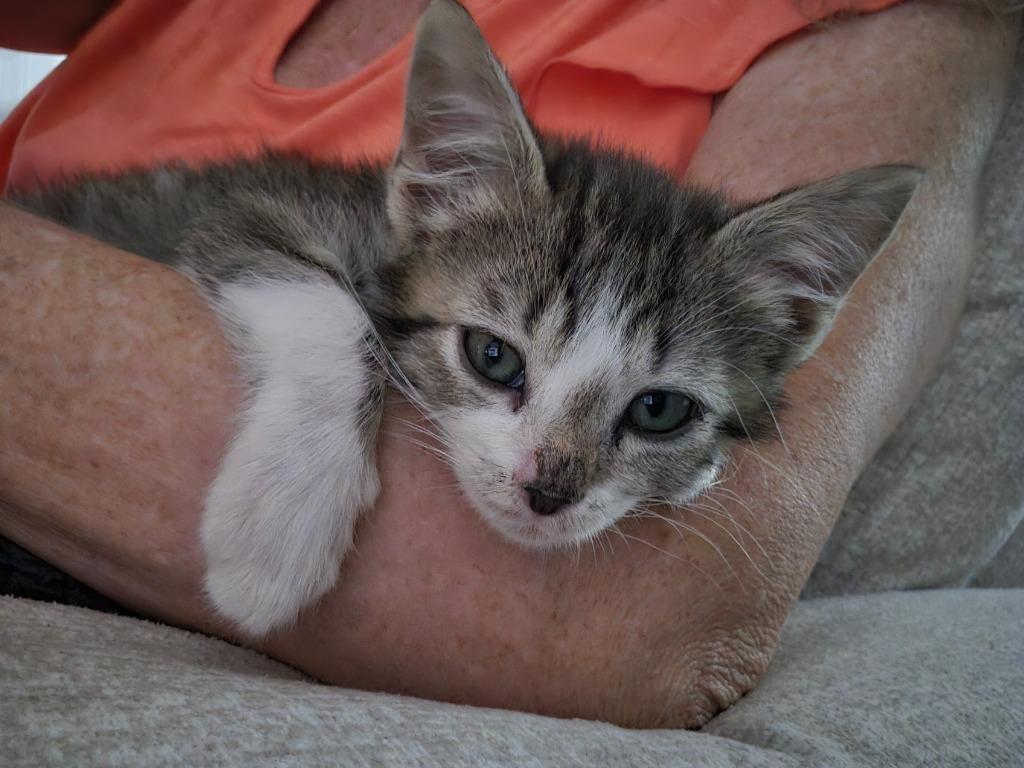 Enlarge Arno, a Adoptable mixed breed in Newnan, GA image 5/5