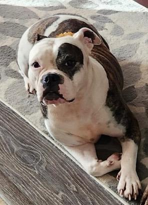 Zaida, Adopted, Adult Female English Bulldog & Staffordshire Bull Terrier.