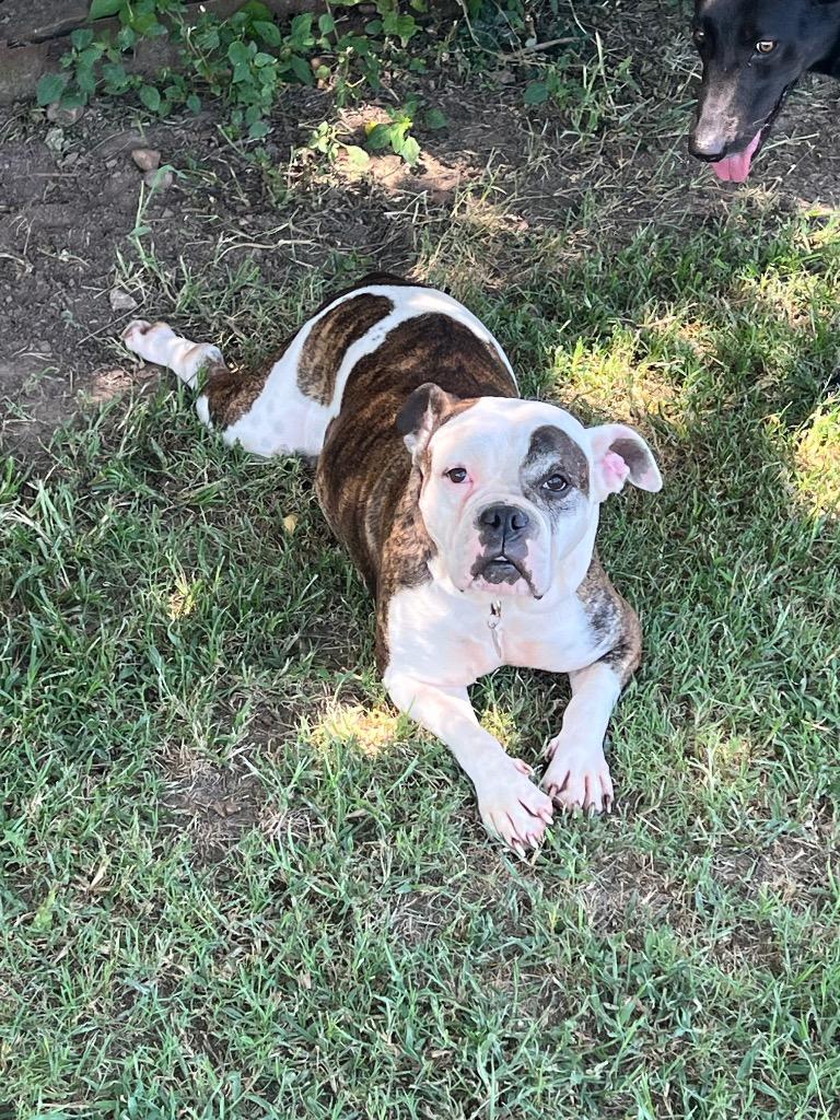 Zaida, a Adopted mixed breed in Farmersville, TX image 2/4