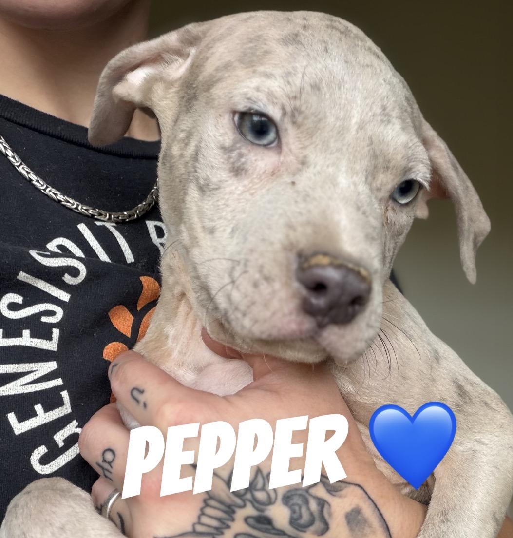 Pepper, Adopted, Puppy Male Pit Bull Terrier.