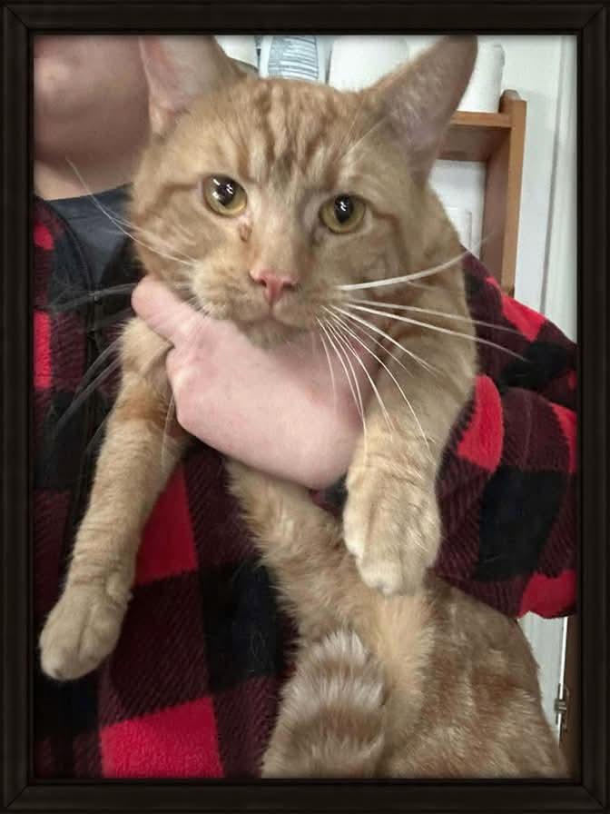 Enlarge Cricket , a ADOPTABLE mixed breed in Parma, OH image 1/1