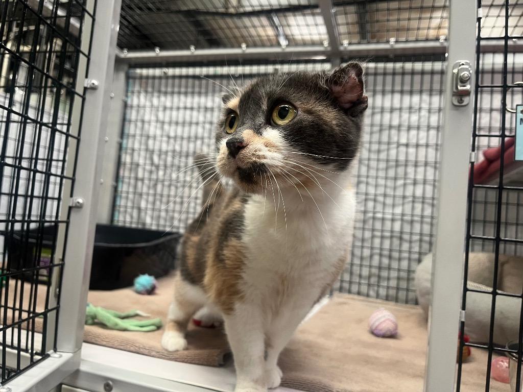 Enlarge Crocus, a Adoptable mixed breed in Raleigh, NC image 1/5