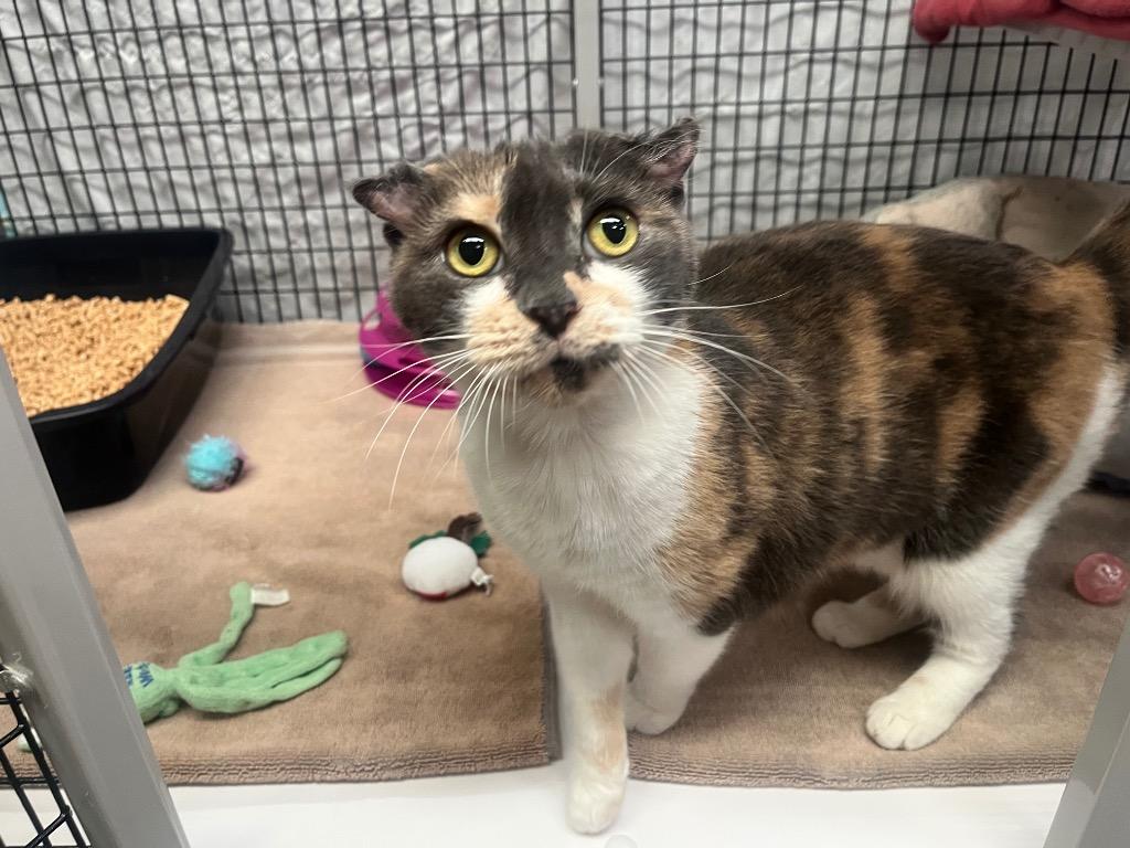 Enlarge Crocus, a Adoptable mixed breed in Raleigh, NC image 2/5