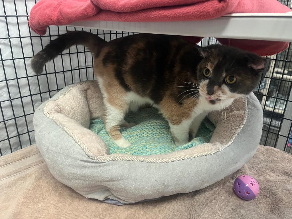 Enlarge Crocus, a Adoptable mixed breed in Raleigh, NC image 3/5