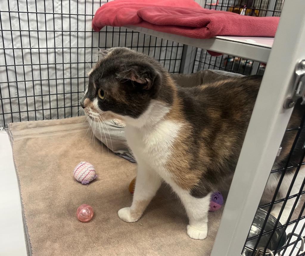 Enlarge Crocus, a Adoptable mixed breed in Raleigh, NC image 4/5