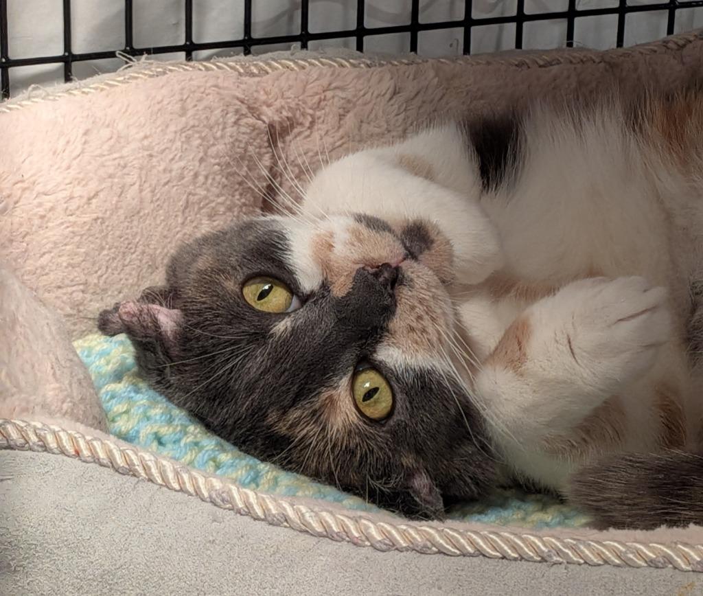 Enlarge Crocus, a Adoptable mixed breed in Raleigh, NC image 5/5