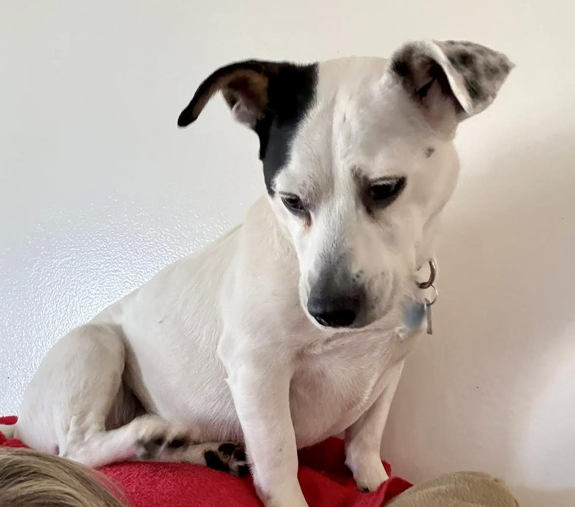 Enlarge Chloe, a ADOPTABLE mixed breed in Wappingers Falls, NY image 2/3