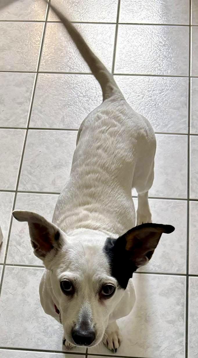 Enlarge Chloe, a ADOPTABLE mixed breed in Wappingers Falls, NY image 3/3