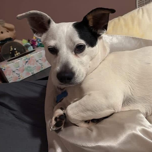 Chloe, ADOPTABLE, Adult Female Chihuahua & Dachshund.