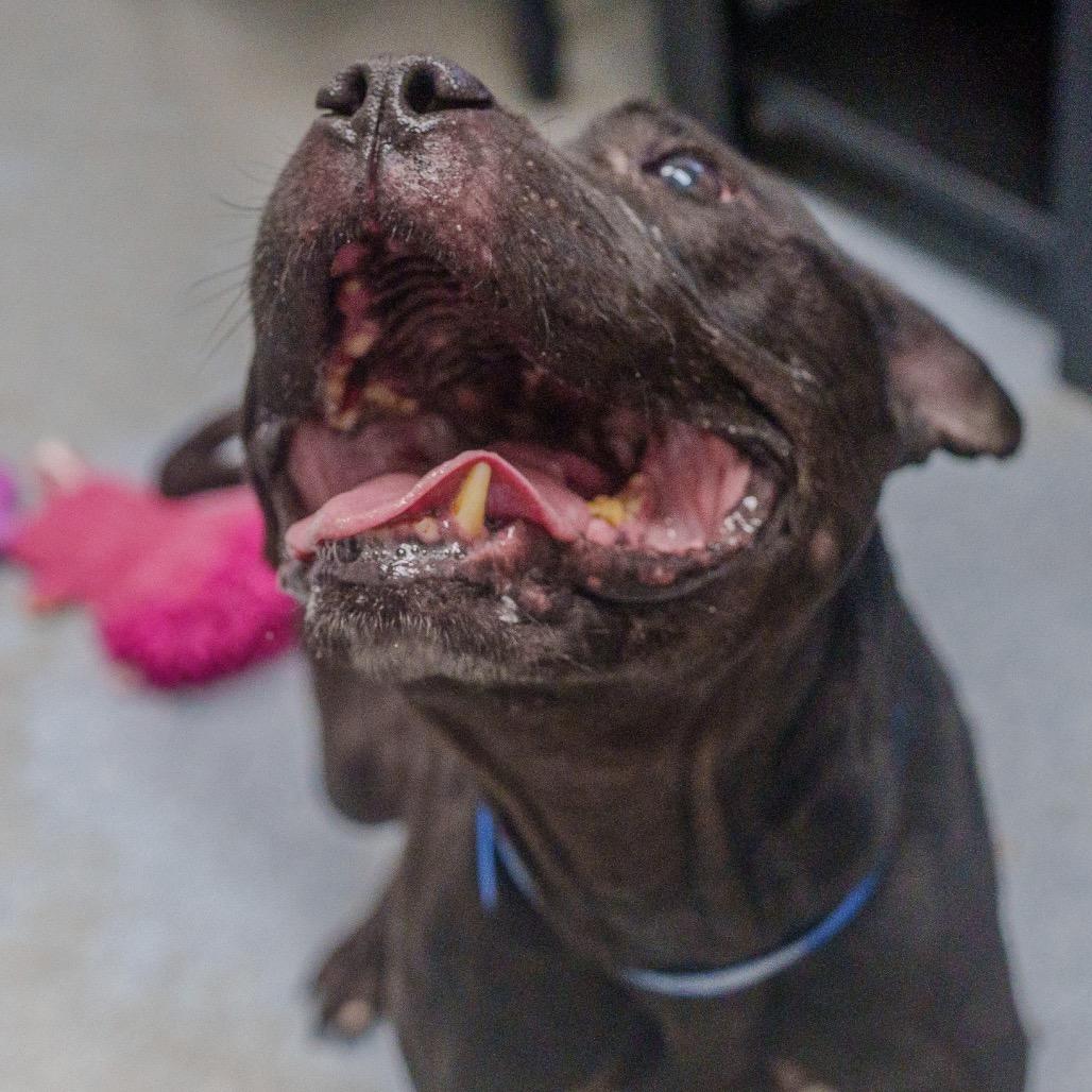 Enlarge Cowboy, a Adoptable mixed breed in Pawling, NY image 2/6