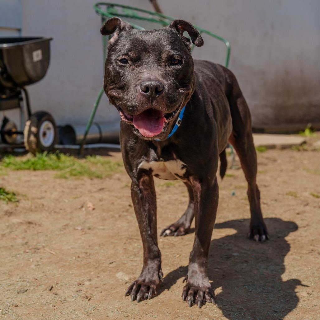Enlarge Cowboy, a Adoptable mixed breed in Pawling, NY image 3/6