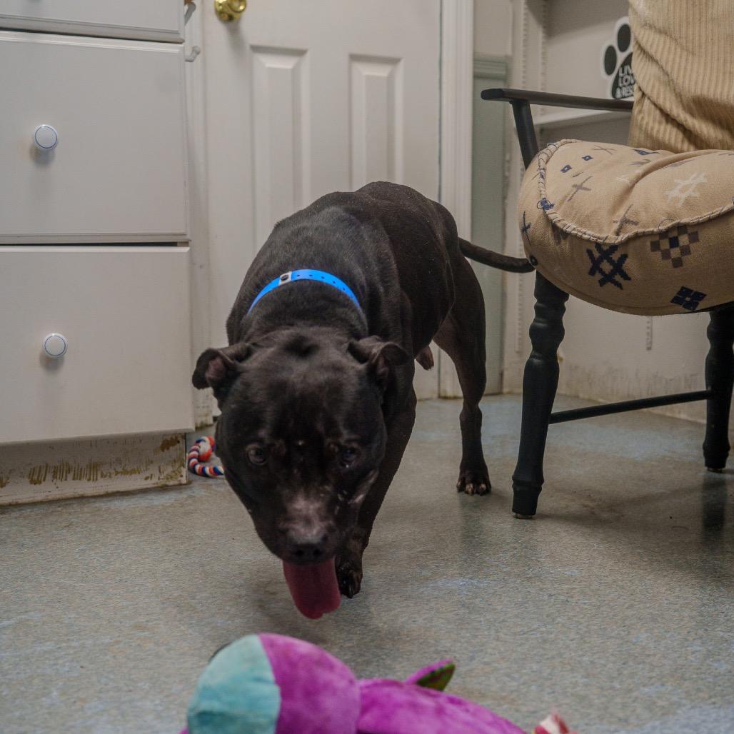 Enlarge Cowboy, a Adoptable mixed breed in Pawling, NY image 4/6