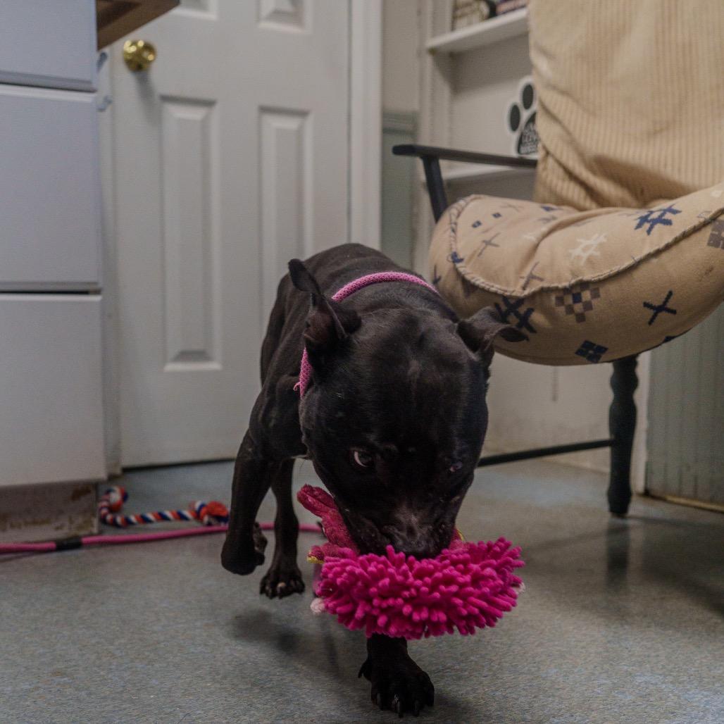Enlarge Cowboy, a Adoptable mixed breed in Pawling, NY image 5/6