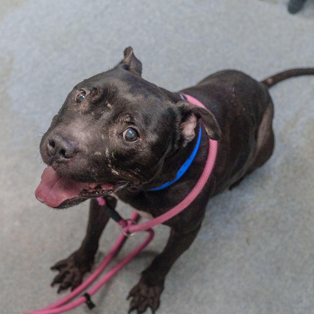 Enlarge Cowboy, a Adoptable mixed breed in Pawling, NY image 6/6