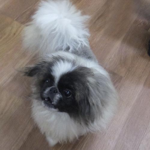 Enlarge DILLAN, a ADOPTABLE Pekingese in Trufant, MI image 3/4