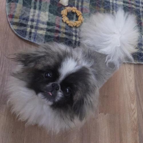 Enlarge DILLAN, a ADOPTABLE Pekingese in Trufant, MI image 2/4