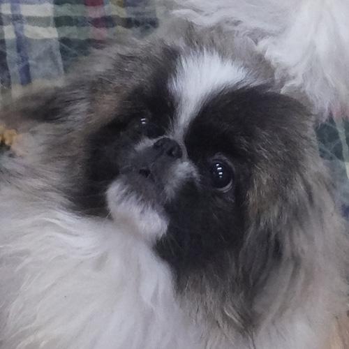 Enlarge DILLAN, a ADOPTABLE Pekingese in Trufant, MI image 1/4