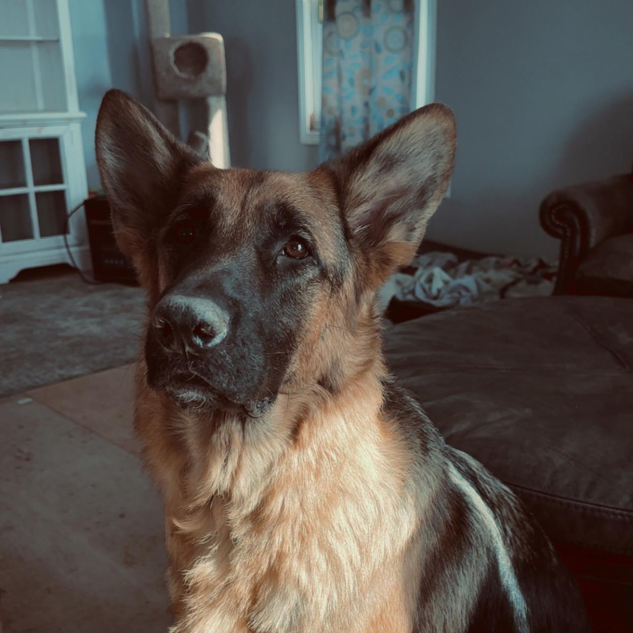 Duke - photo 4