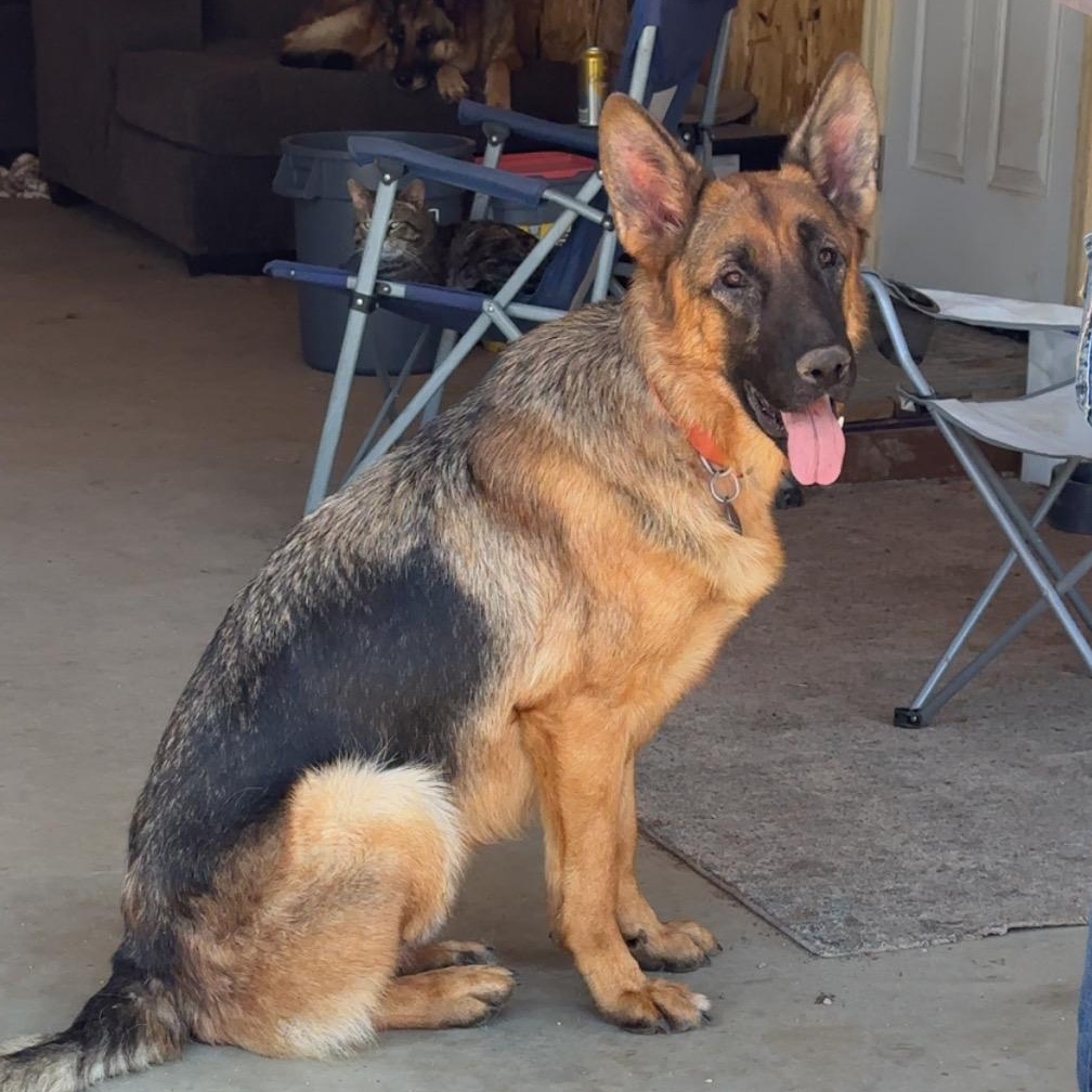Duke - photo 5