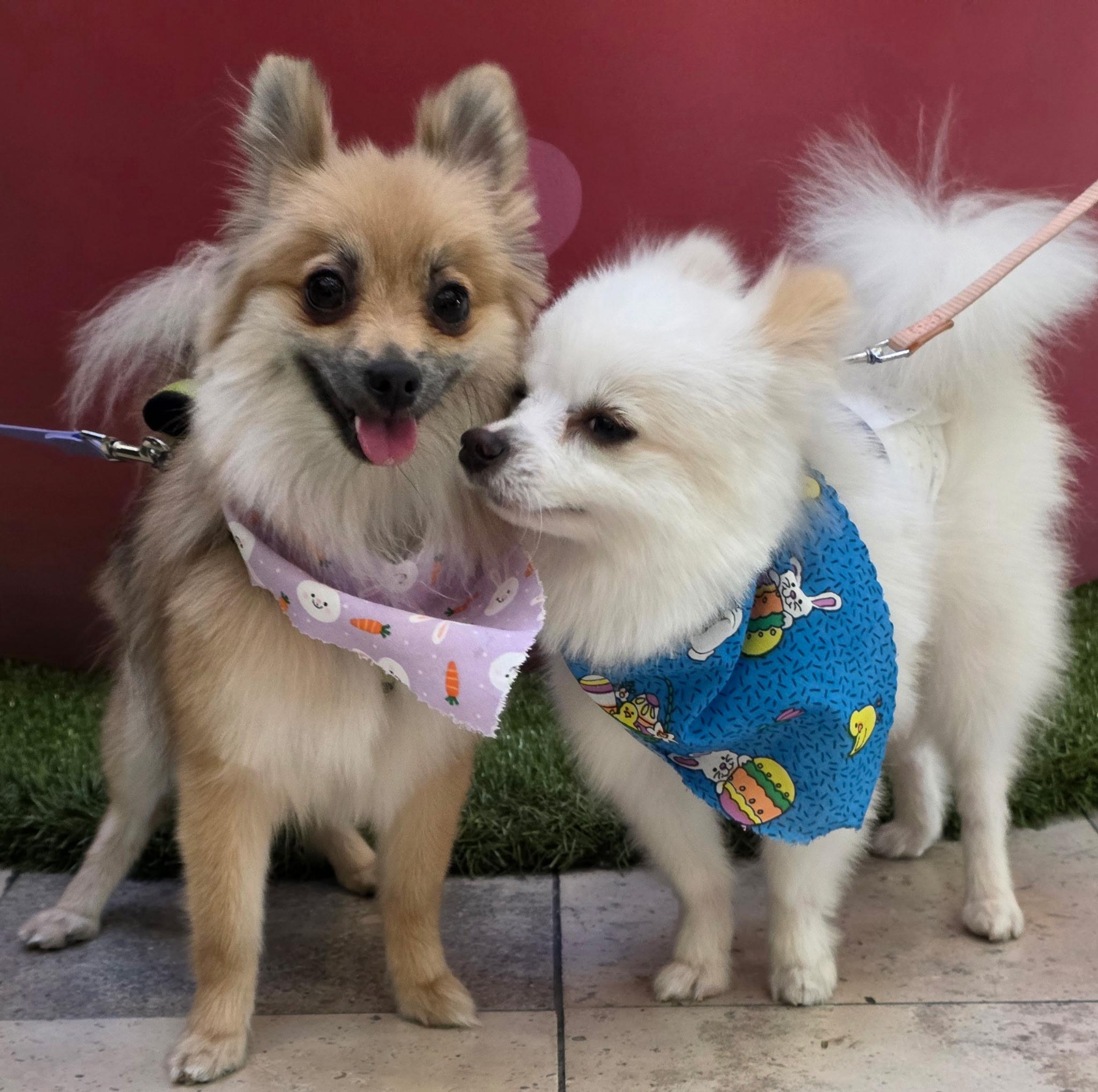 Enlarge NALA AND MAX (BONDED SIBLINGS), an adopted Pomeranian in Staten Island, NY image 1/6