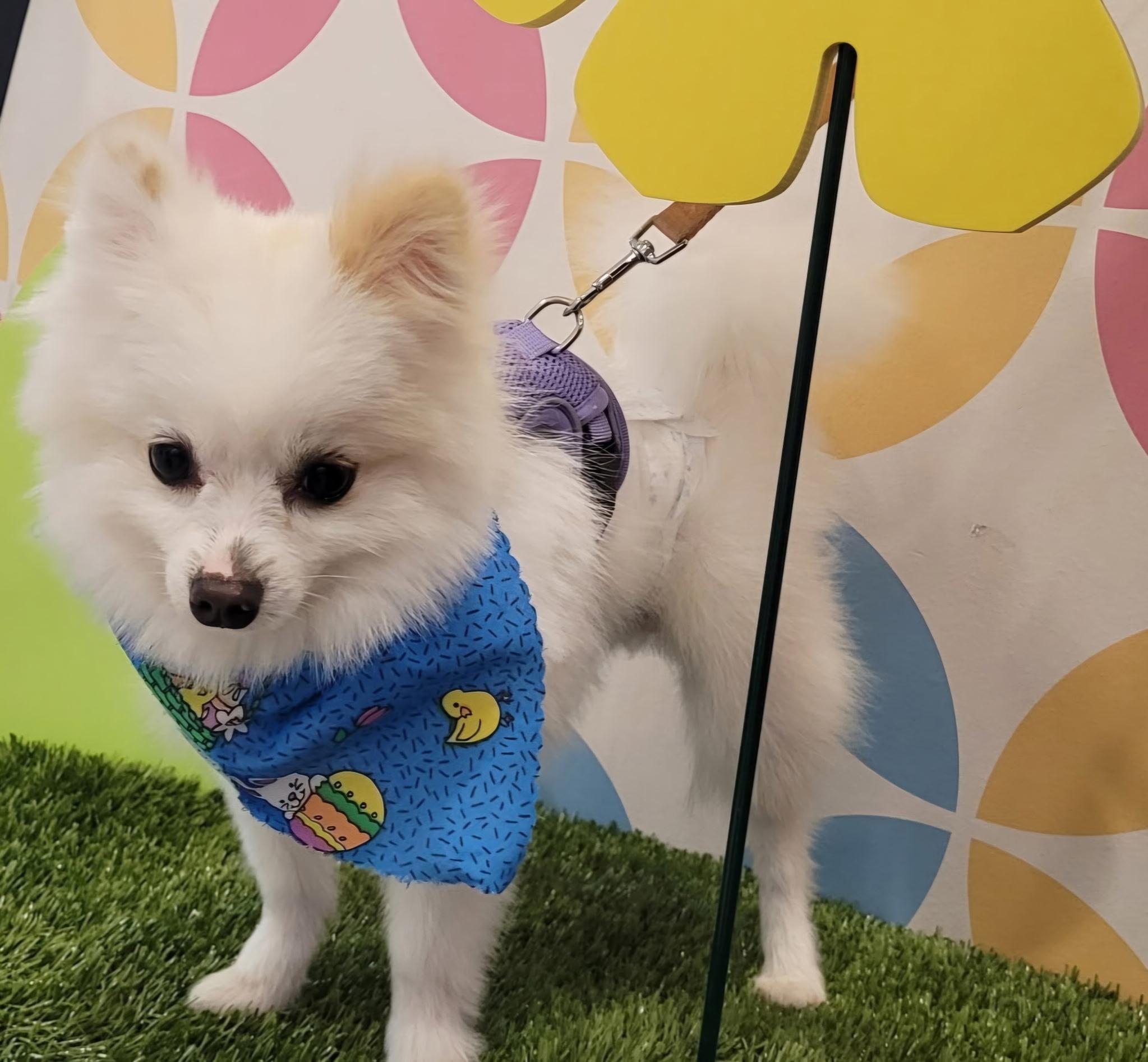 Enlarge NALA AND MAX (BONDED SIBLINGS), an adopted Pomeranian in Staten Island, NY image 3/6