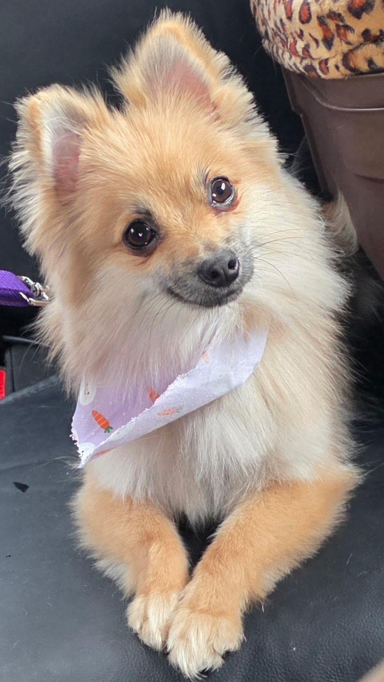 Enlarge NALA AND MAX (BONDED SIBLINGS), an adopted Pomeranian in Staten Island, NY image 2/6