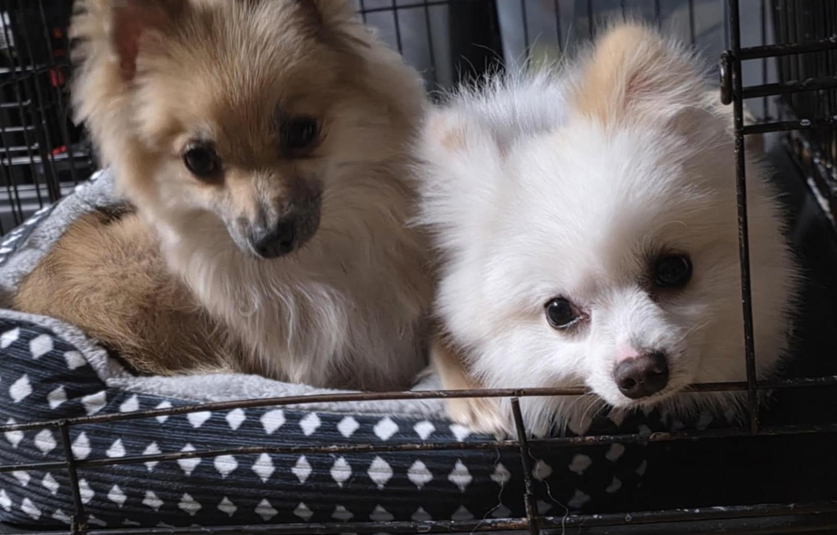 Enlarge NALA AND MAX (BONDED SIBLINGS), an adopted Pomeranian in Staten Island, NY image 6/6