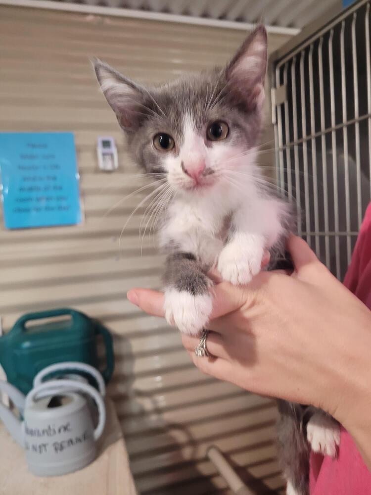 Silverbell, Adoptable, Kitten Male Domestic Short Hair.