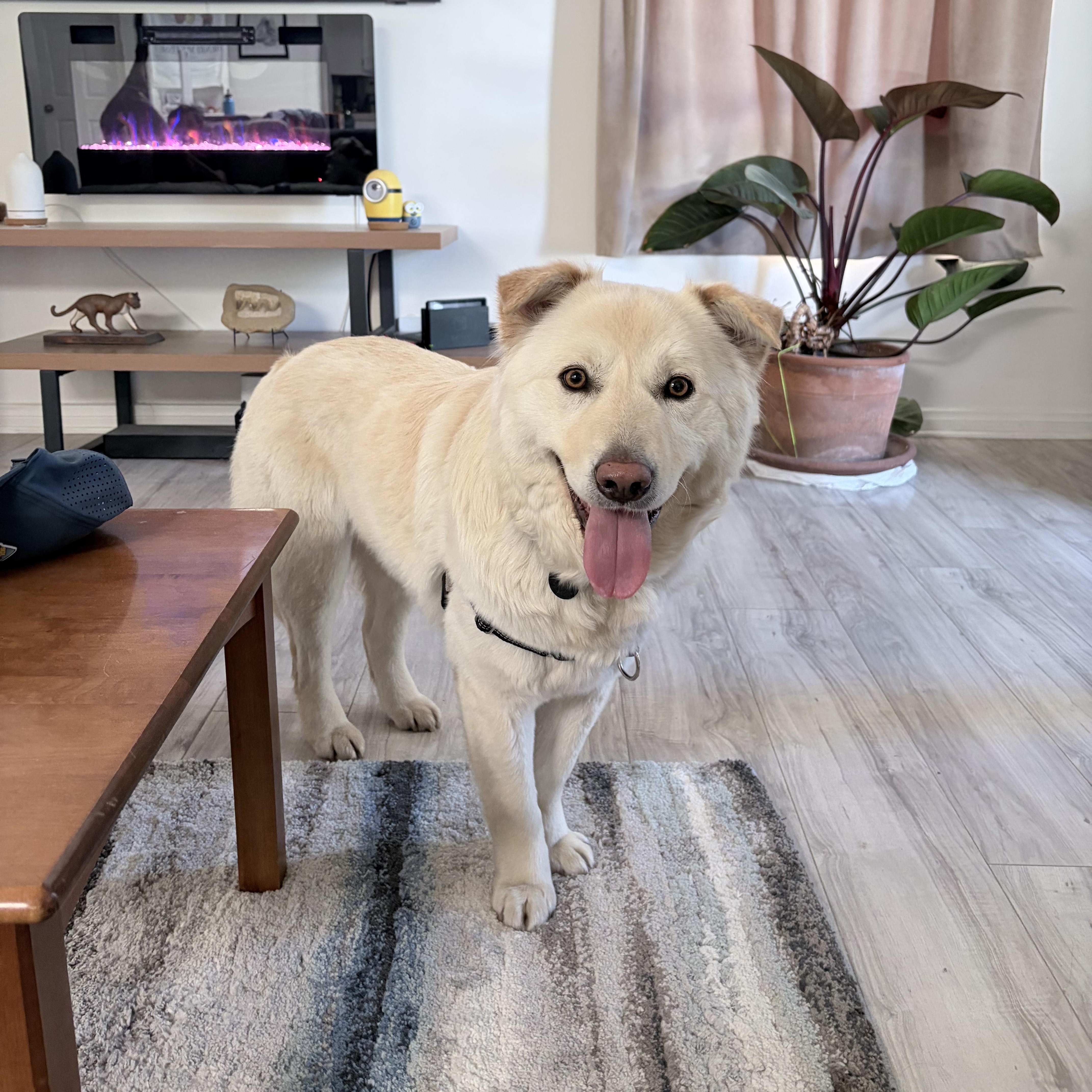 Hope, an adopted mixed breed in Seattle, WA image 5/6