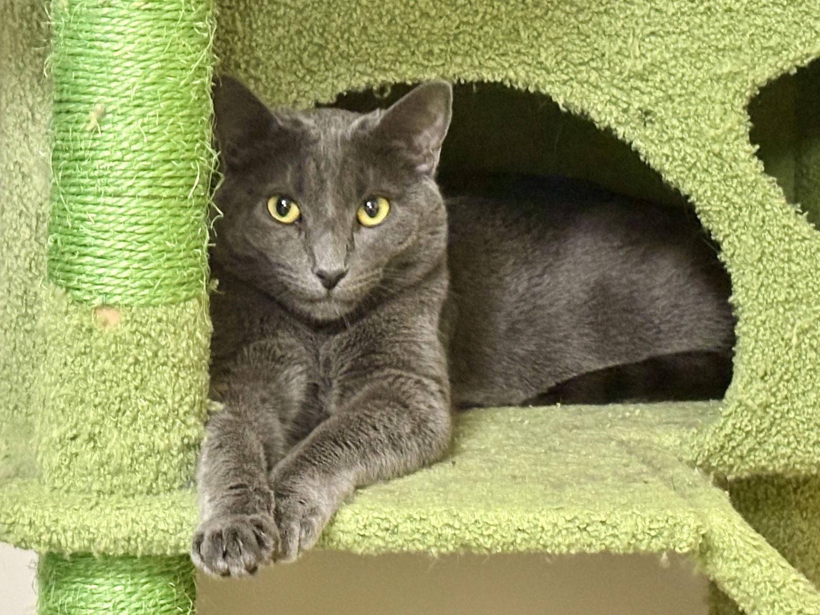 Enlarge Johnny BONDED with Sally, a Adoptable Russian Blue in Phoenix, AZ image 3/3