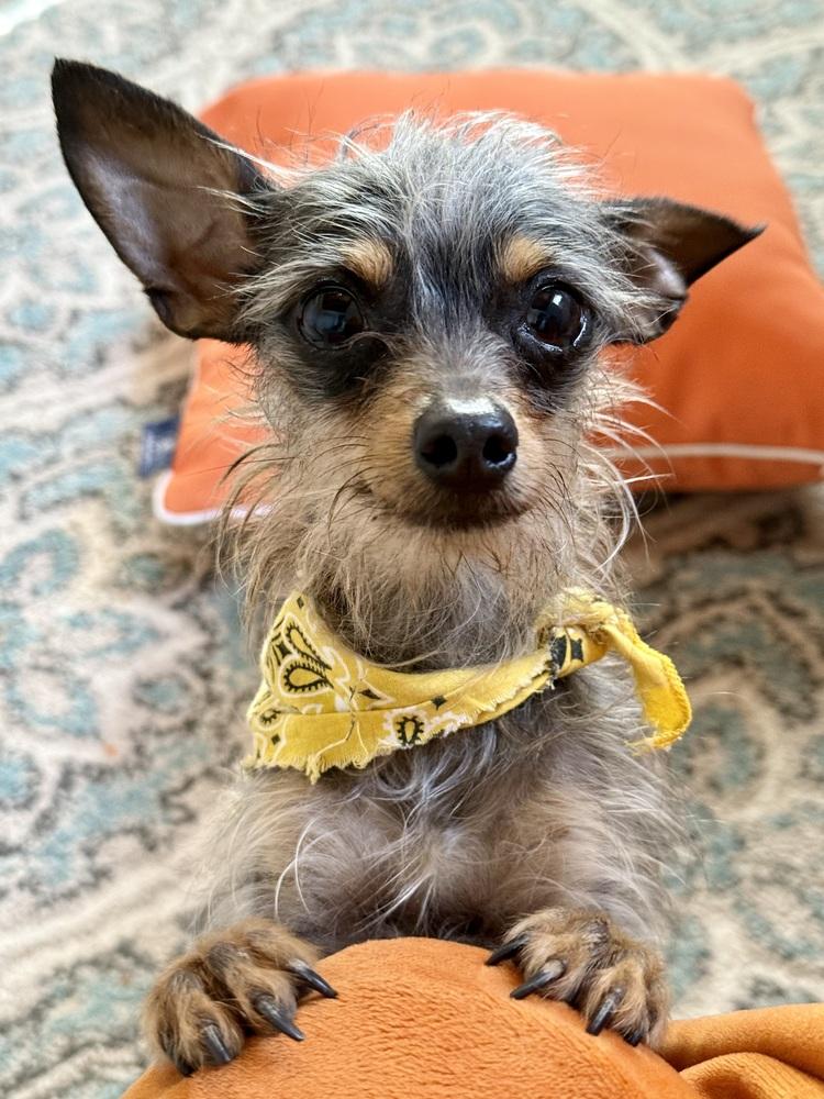 Harry, Adoptable, Adult Male Terrier.