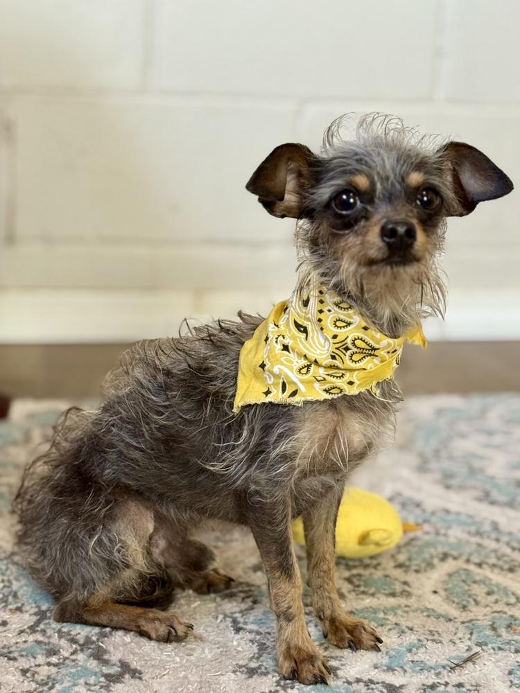 Enlarge Harry, a Adoptable mixed breed in San Leon, TX image 2/6